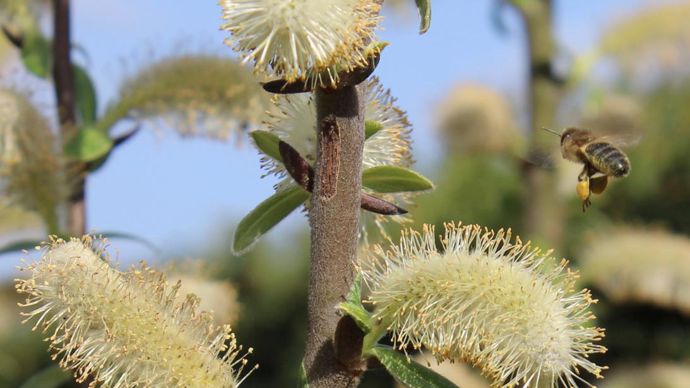 Abeille en approche d’un chaton de Salix hookeriana, pollen jaune déjà accroché aux pattes ! ©Y. Darricau